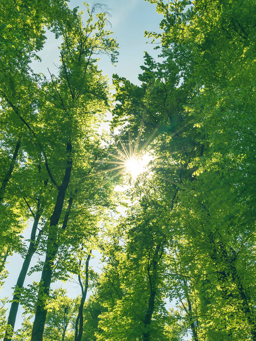 Sustainability